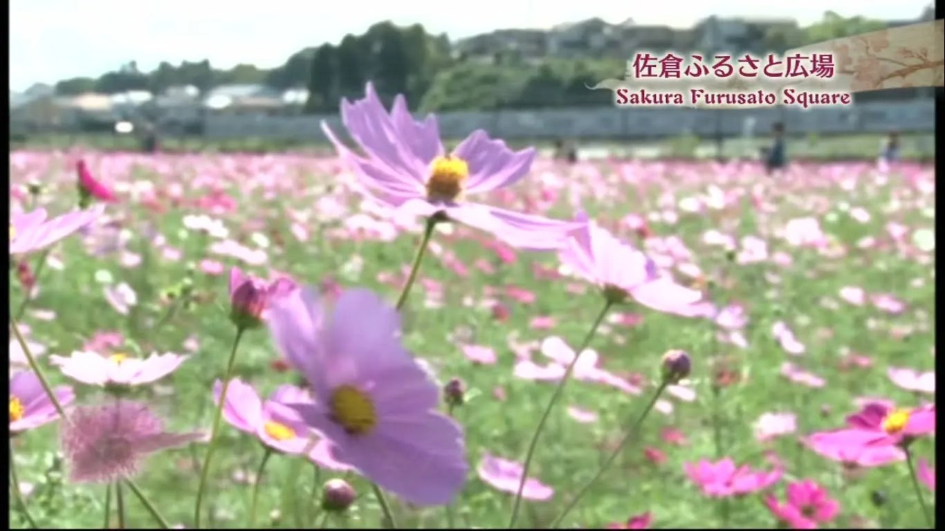 Kota Jepang Memotong 800.000 Tulip Setelah Turis Menolak untuk Menjauh Meskipun Ada Risiko Coronavirus