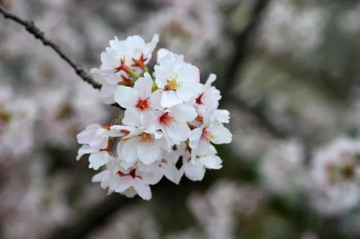 Mengenal Bunga Sakura, Tumbuhan Paling Ikonik saat Musim Semi di Jepang