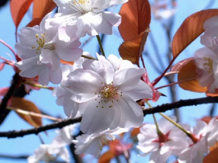 Mengenal Bunga Sakura, Tumbuhan Paling Ikonik saat Musim Semi di Jepang