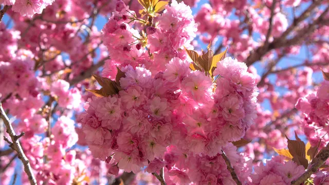 Mengenal Bunga Sakura, Tumbuhan Paling Ikonik saat Musim Semi di Jepang