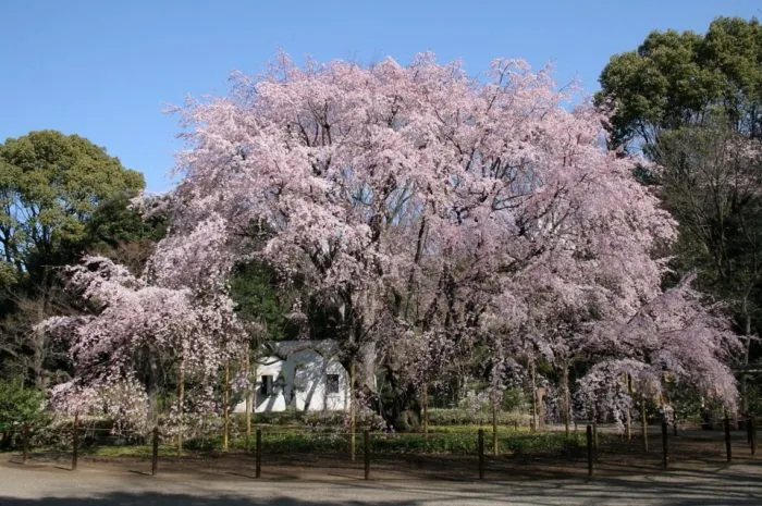 Mengenal Bunga Sakura, Tumbuhan Paling Ikonik saat Musim Semi di Jepang