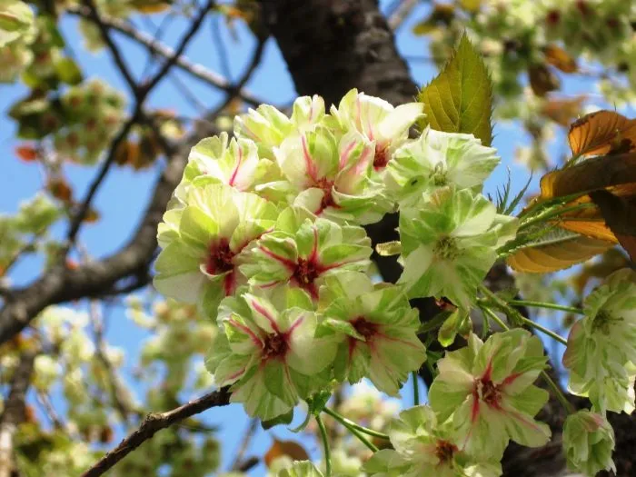 Mengenal Bunga Sakura, Tumbuhan Paling Ikonik saat Musim Semi di Jepang