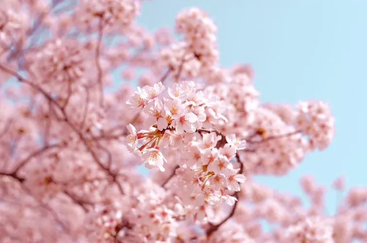 Mengenal Bunga Sakura, Tumbuhan Paling Ikonik saat Musim Semi di Jepang