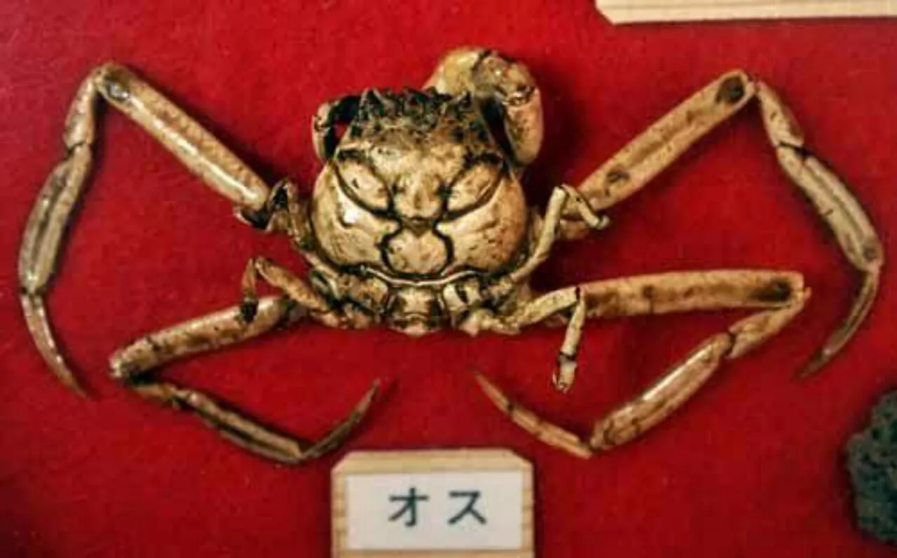 Heikegani, Kepiting Unik Berpola Wajah Topeng Samurai Marah