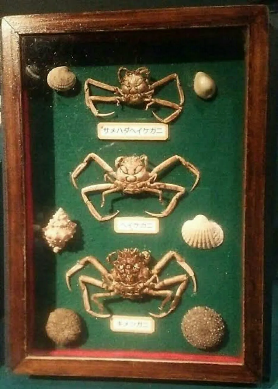 Heikegani, Kepiting Unik Berpola Wajah Topeng Samurai Marah