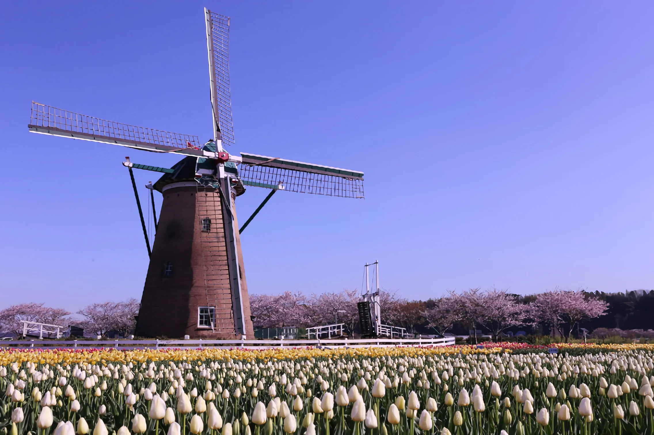 Festival Sakura Tulip Festa 2021 Kembali Hadir dengan Lebih dari 300.000 Bunga Tulip yang Bermekaran di Kota Sakura