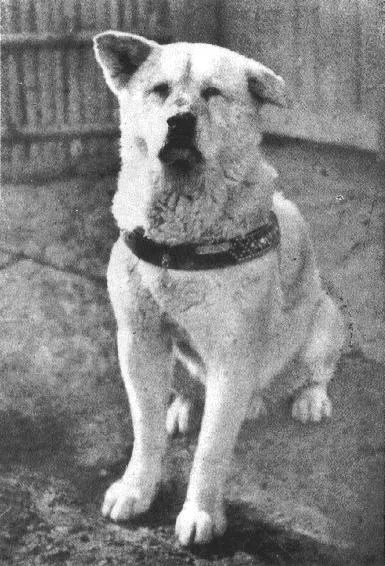 Kisah Hachiko, anjing setia yang menunggu majikannya pulang.