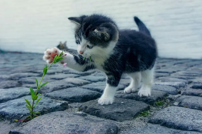 Seorang Pria Jepang Dideportasi setelah Ia Mengaku Telah Memakan 5 Anak Kucing