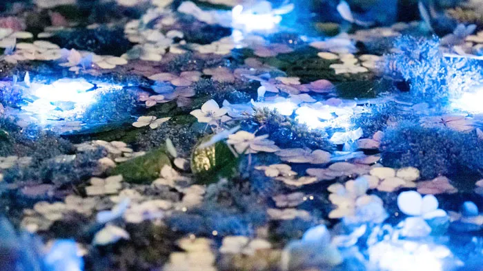 Tangkapan Foto Night Hydrangea yang Diambil Yukari Mitani
