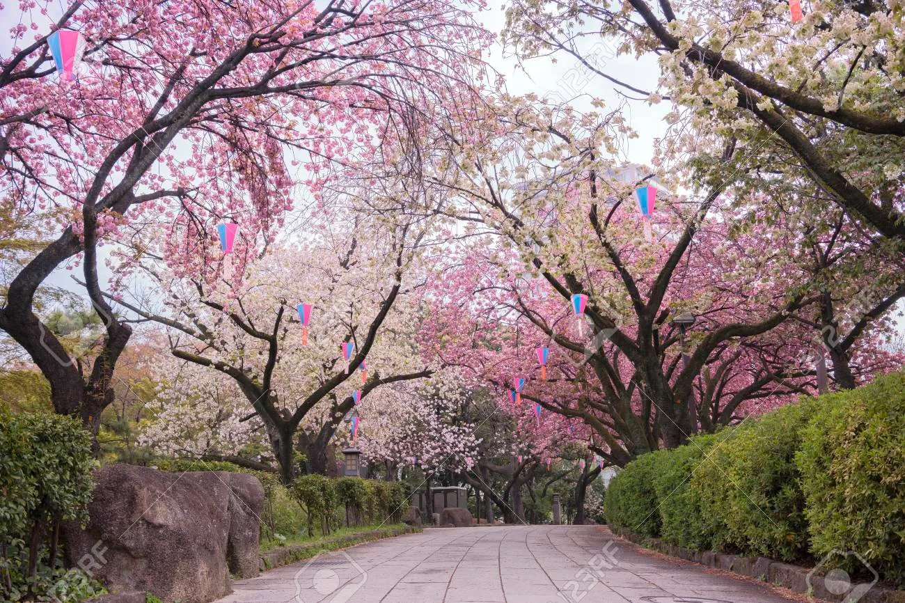 Mengenal Hanami, Tradisi Unik di Jepang yang Sangat Menyenangkan!