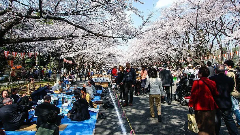 Mengenal Hanami, Tradisi Unik di Jepang yang Sangat Menyenangkan!
