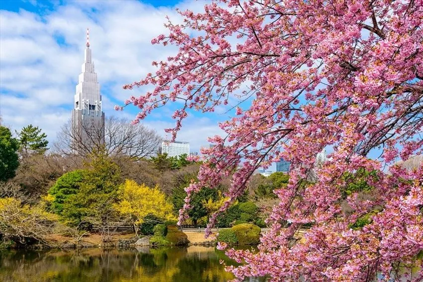 Mengenal Hanami, Tradisi Unik di Jepang yang Sangat Menyenangkan!