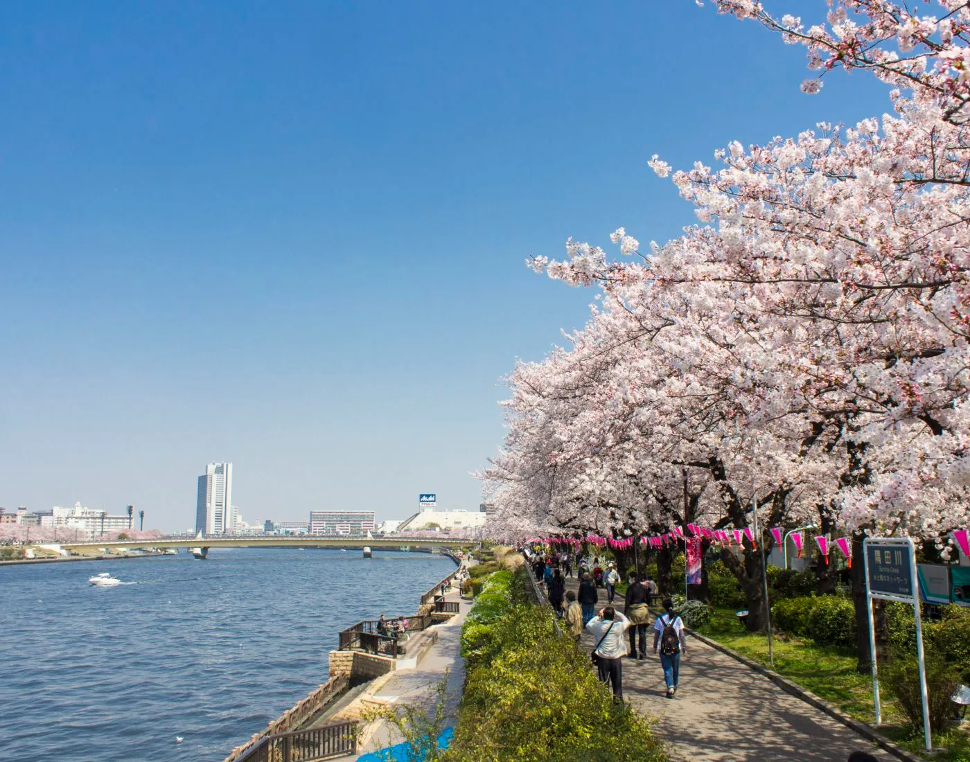 Mengenal Hanami, Tradisi Unik di Jepang yang Sangat Menyenangkan!