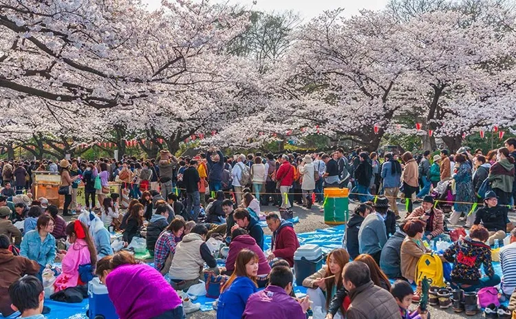 Mengenal Hanami, Tradisi Unik di Jepang yang Sangat Menyenangkan!