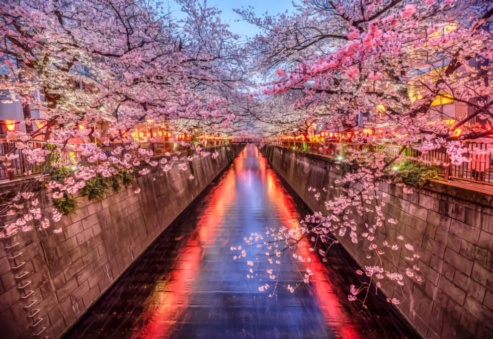 Mengenal Hanami, Tradisi Unik di Jepang yang Sangat Menyenangkan!